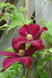 Clematis 'Voluceau'